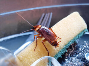 Signs-You-Need-To-Hire-A-Professional-Drain-Cleaning-Service-_-Boca-Raton,-FL