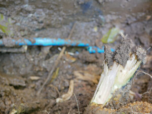 Tree-Root-Problems-Demand-An-Emergency-Plumber-_-Ft-Lauderdale,-FL